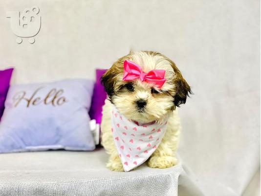 Shih Tzu κουτάβια